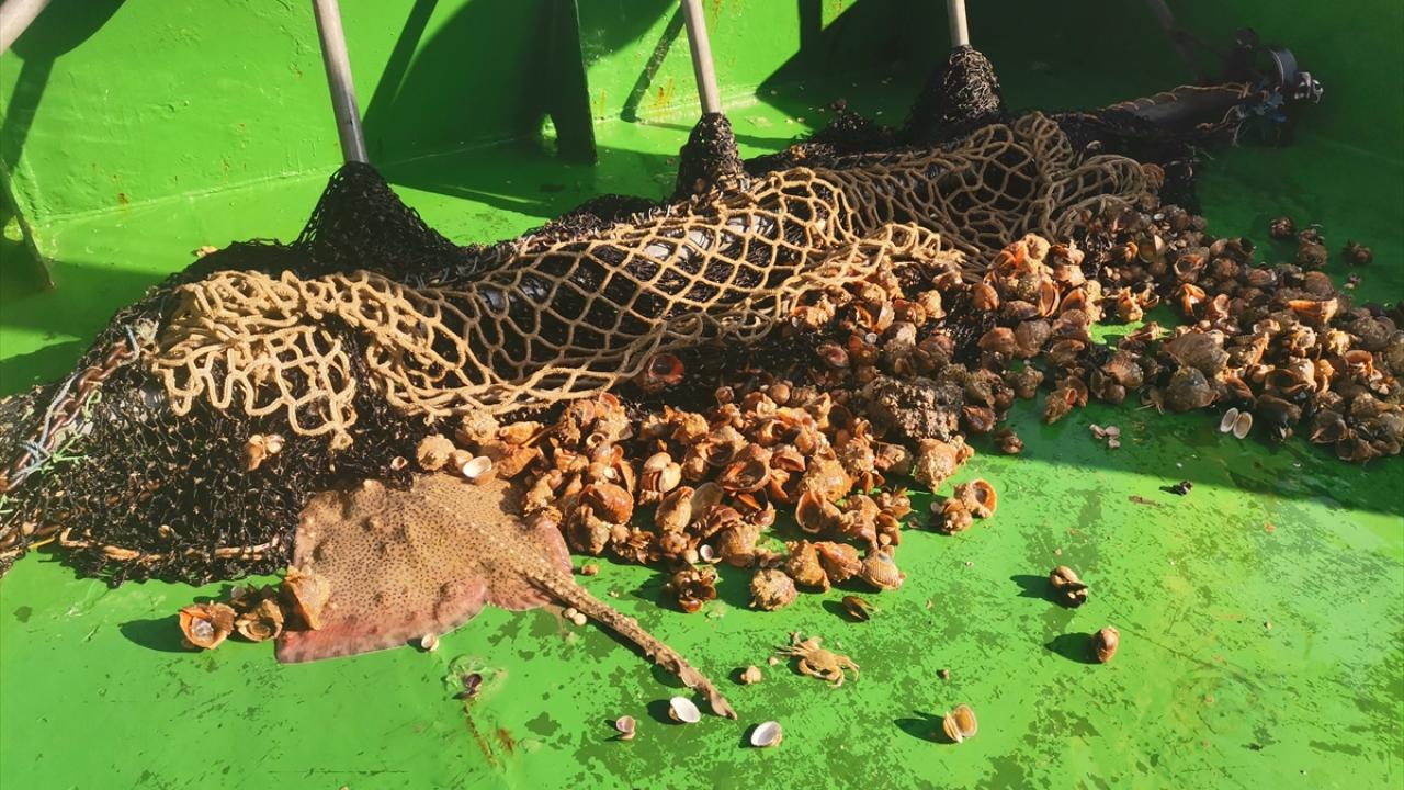 "Deniz salyangozu Karadeniz`e özgü bir tür değildir"