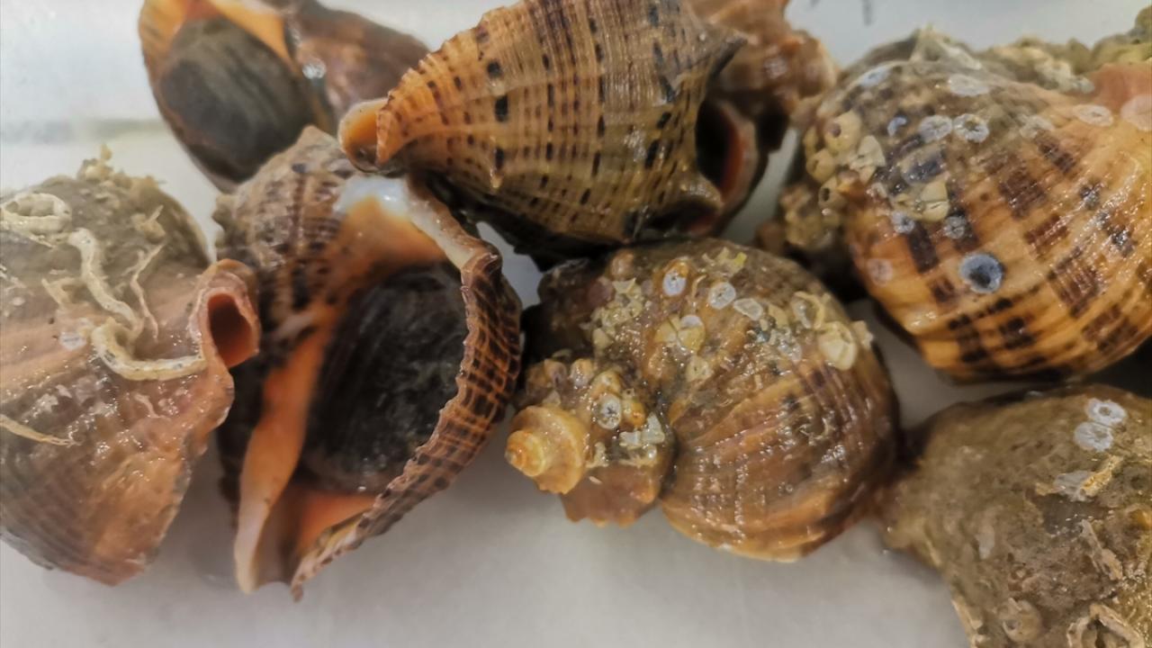 "Deniz salyangozu balıkçılar için iyi"