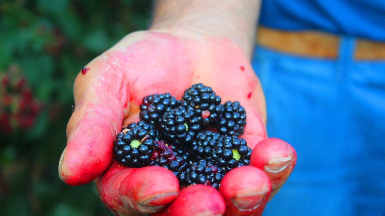"Talebe yetişemiyoruz"