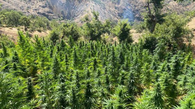 Bingölde 3,3 milyon kök kenevir ele geçirildi