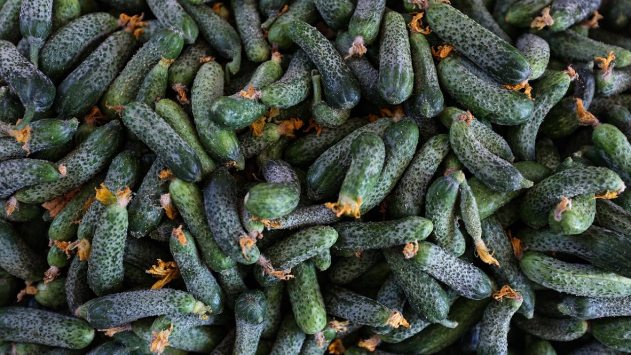 "Üretici fiyattan memnun"