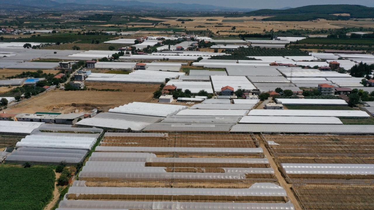 Kornişon turşusuna ilgi arttı