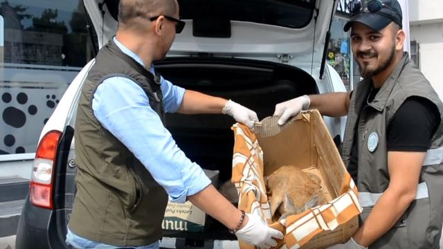 Baygın halde bulunan yavru karaca tedavi altına alındı