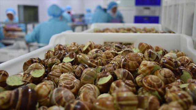 Türkiyeden 8,6 milyon dolarlık salyangoz ihracatı