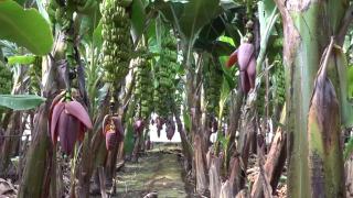 Türkiye'de tropikal meyve üretimi