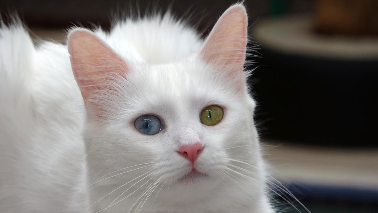 "Bütün Türkiye’de Van kedisi bulunsun istiyoruz"