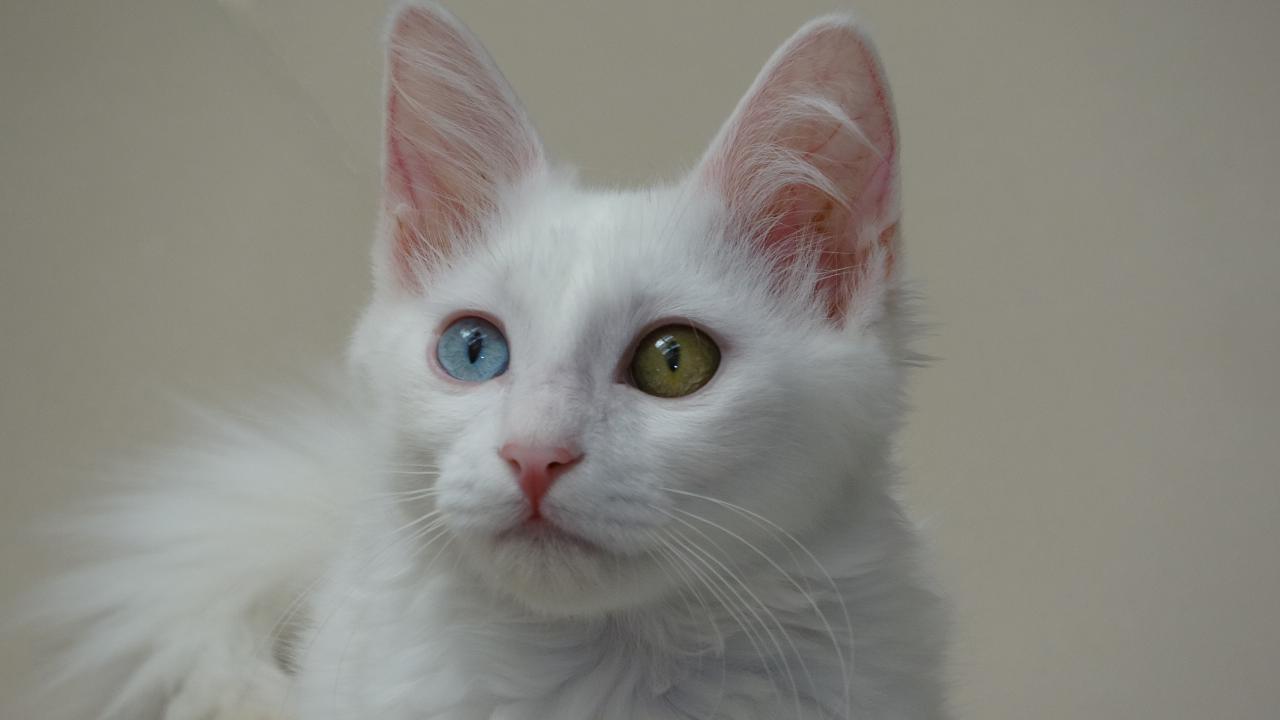 "130 yavru elde etme imkanımız oldu"