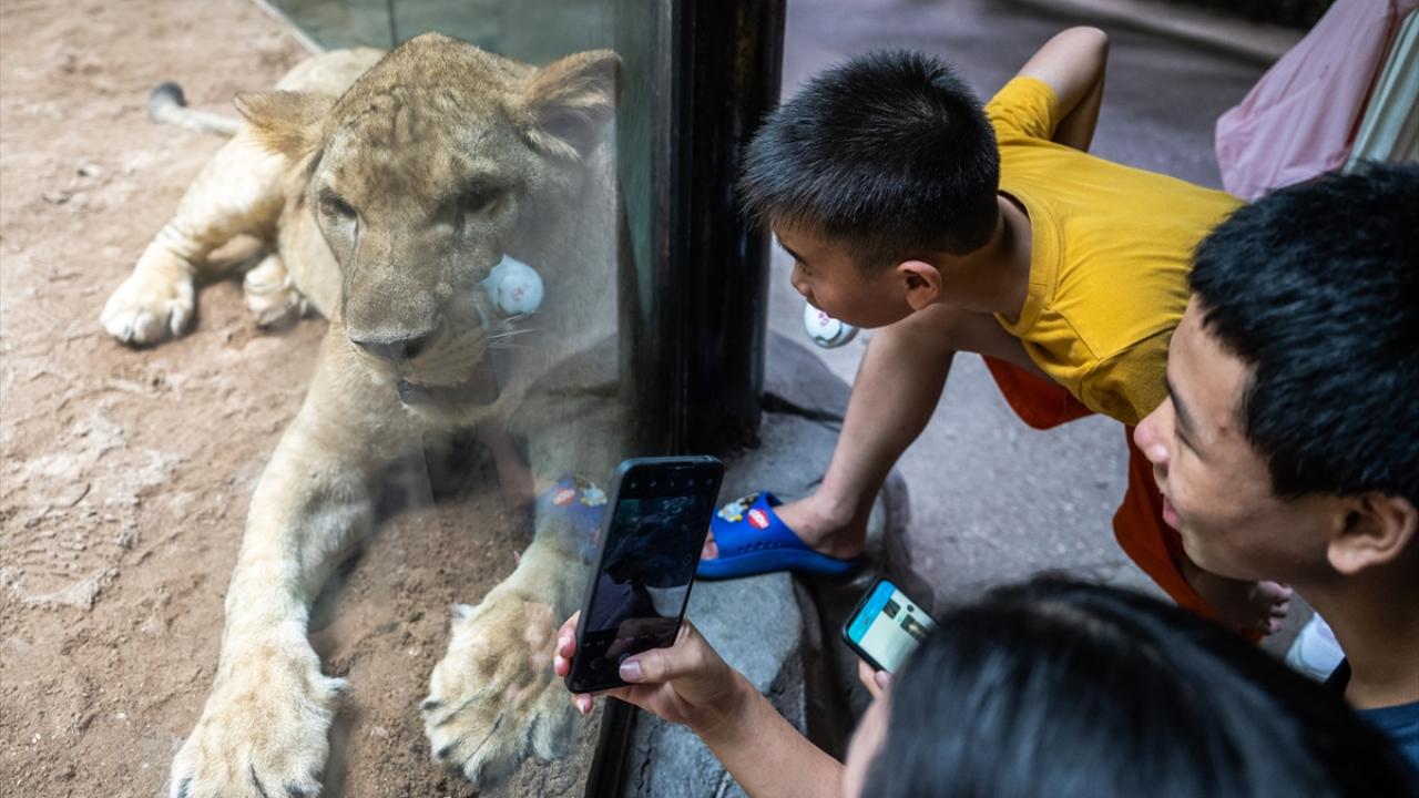 "Özellikle dişi aslanlar avladıkları hayvanların göç hareketlerini takip ederler"