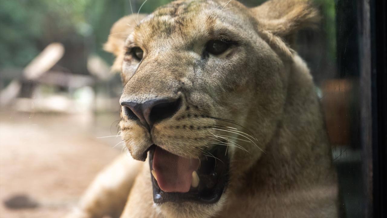 Çin`de Dünya Aslan Günü