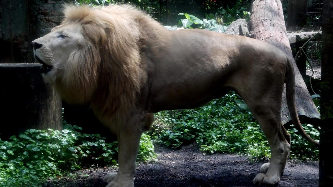 Endonezya`da Dünya Aslan Günü