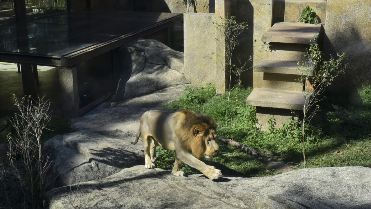 Brezilya`da Dünya Aslan Günü