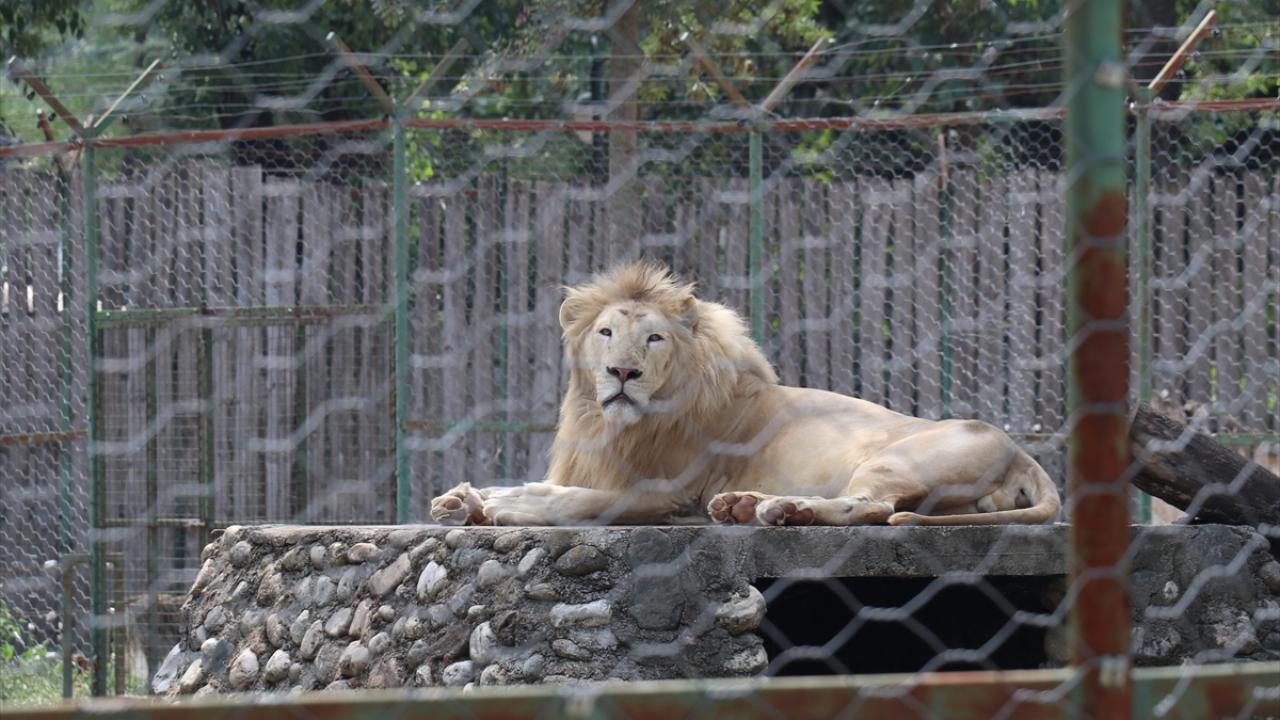Kuzey Makedonya`da Dünya Aslan Günü
