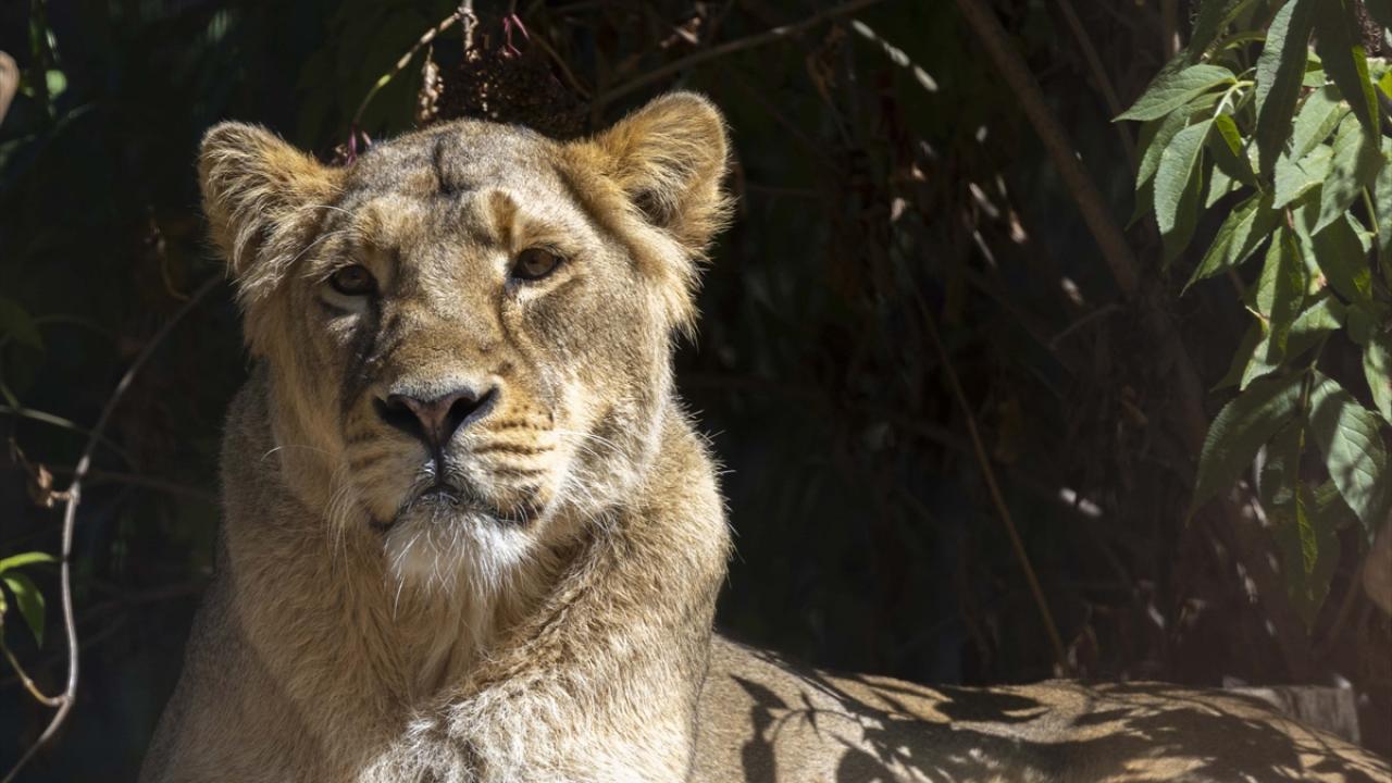 Londra`da Dünya Aslan Günü