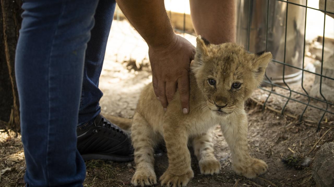 "Aslanların ana habitatı savanlar insan kaynaklı tehditlerle karşı karşıya"