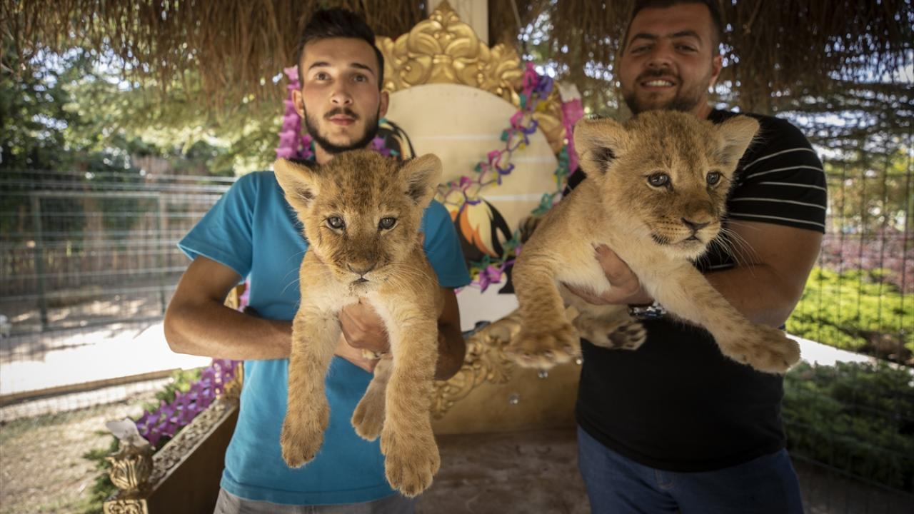 Ankara`da Dünya Aslan Günü