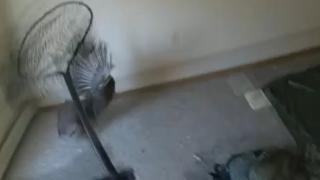 ABD'de eve giren hindiye özel operasyon