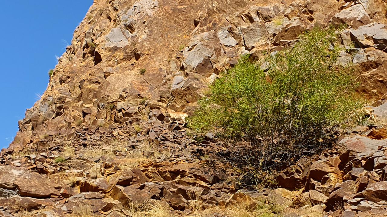 Erzurum'da yaban keçileri görüntülendi