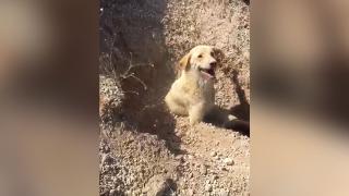 Çöken yuvadaki köpek ve yavruları kurtarıldı