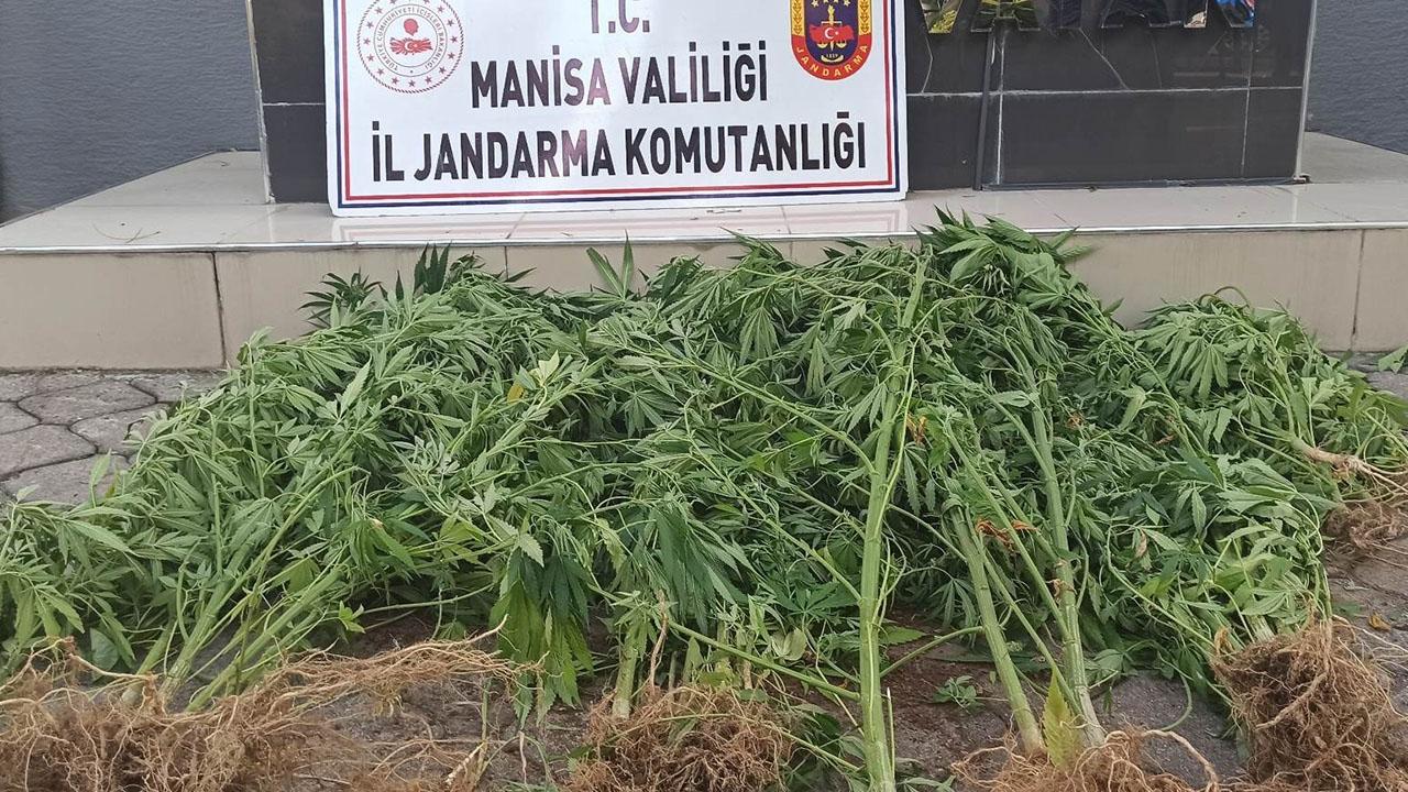 Manisa’da jandarmadan kenevir operasyonu
