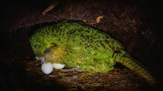 Nesli tükenmekte olan Kakapo papağanı