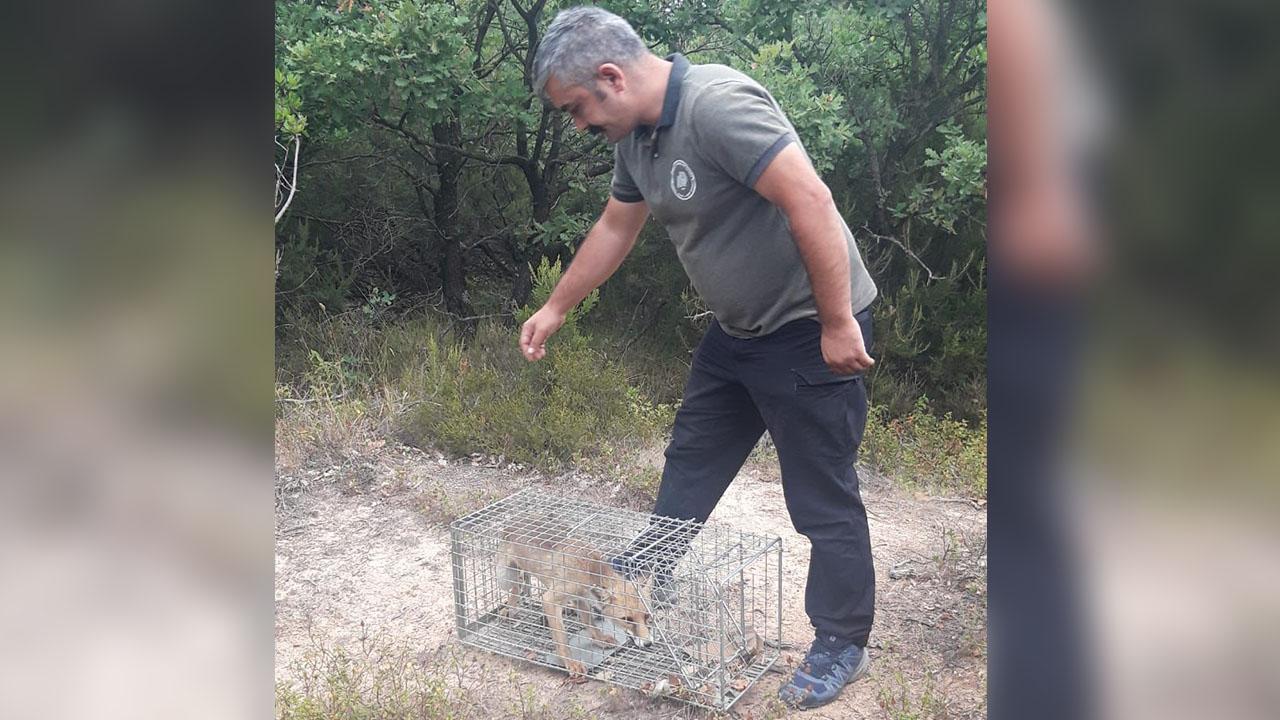 Yalova'da köye dadanan tilki yakalanarak doğal ortamına bırakıldı