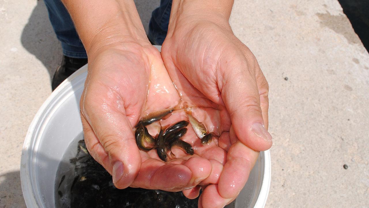 Eğirdir Gölü'ne 1 milyon 391 bin 500 adet yavru sazan bırakıldı