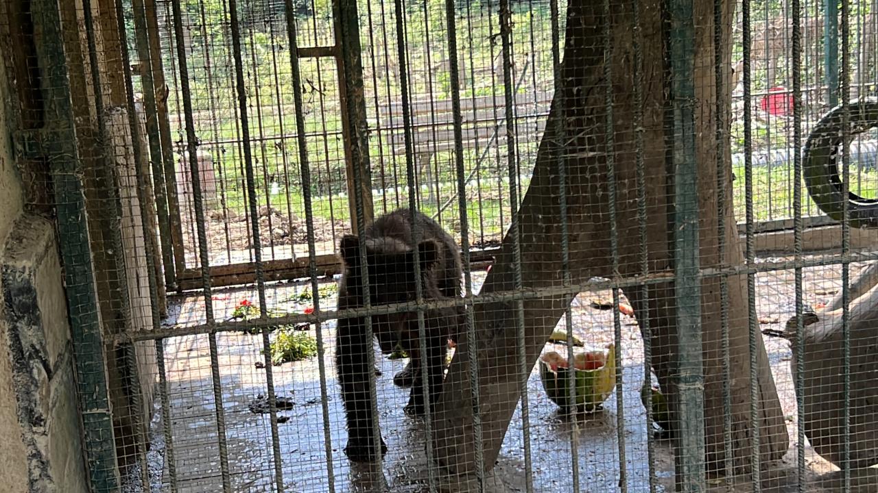 "AYI YAVRUSU BALA BAYILIYOR"