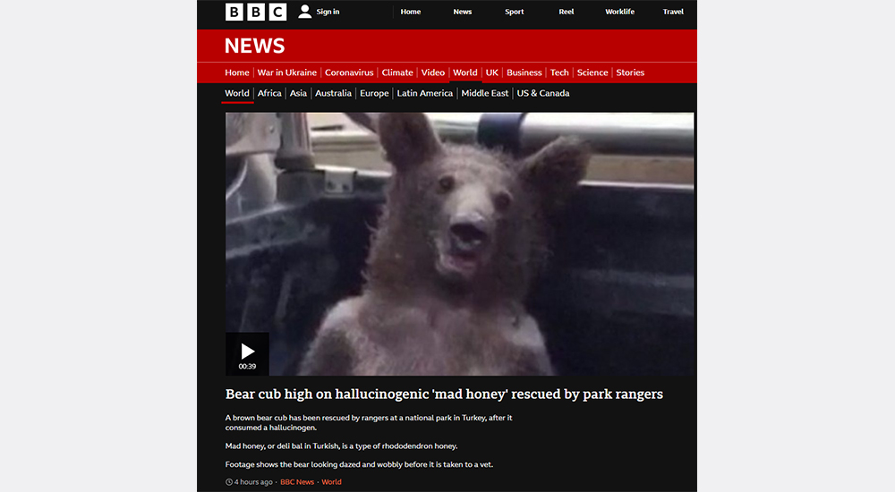 HALÜSİNOJENİK AYI YAVRUSU