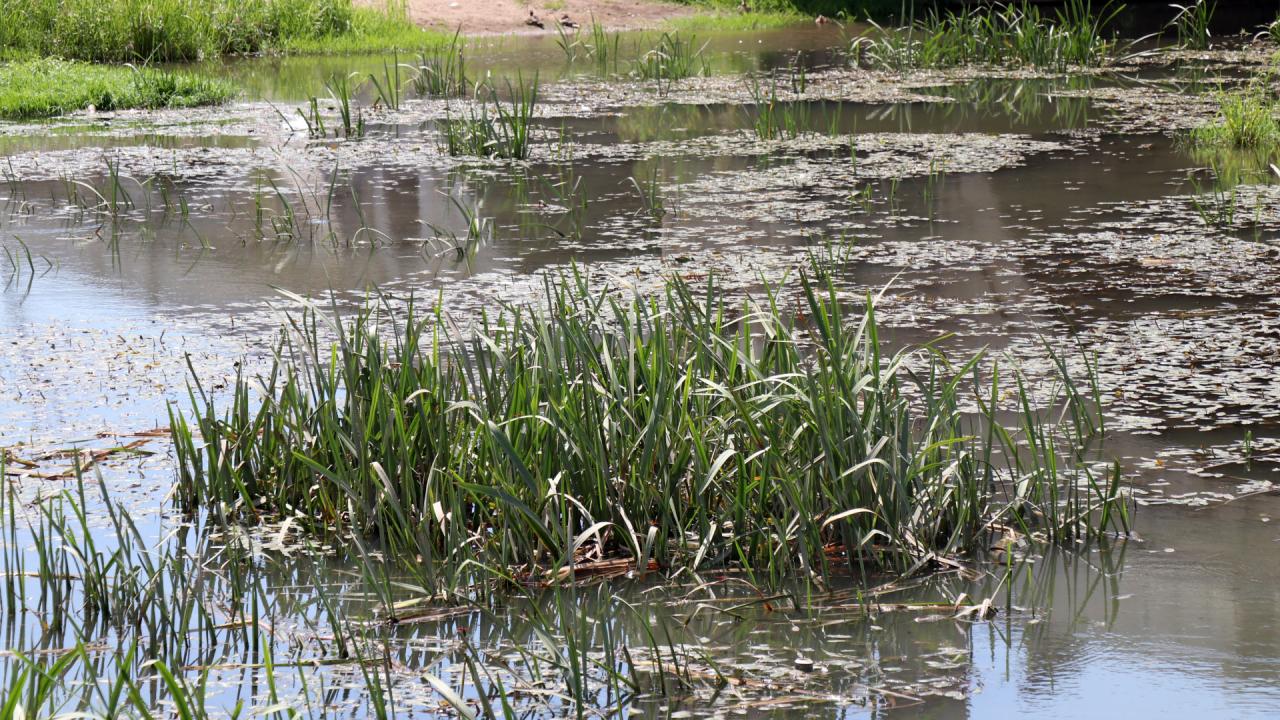 “ESKİDEN BURADA YÜZÜLÜRDÜ”  