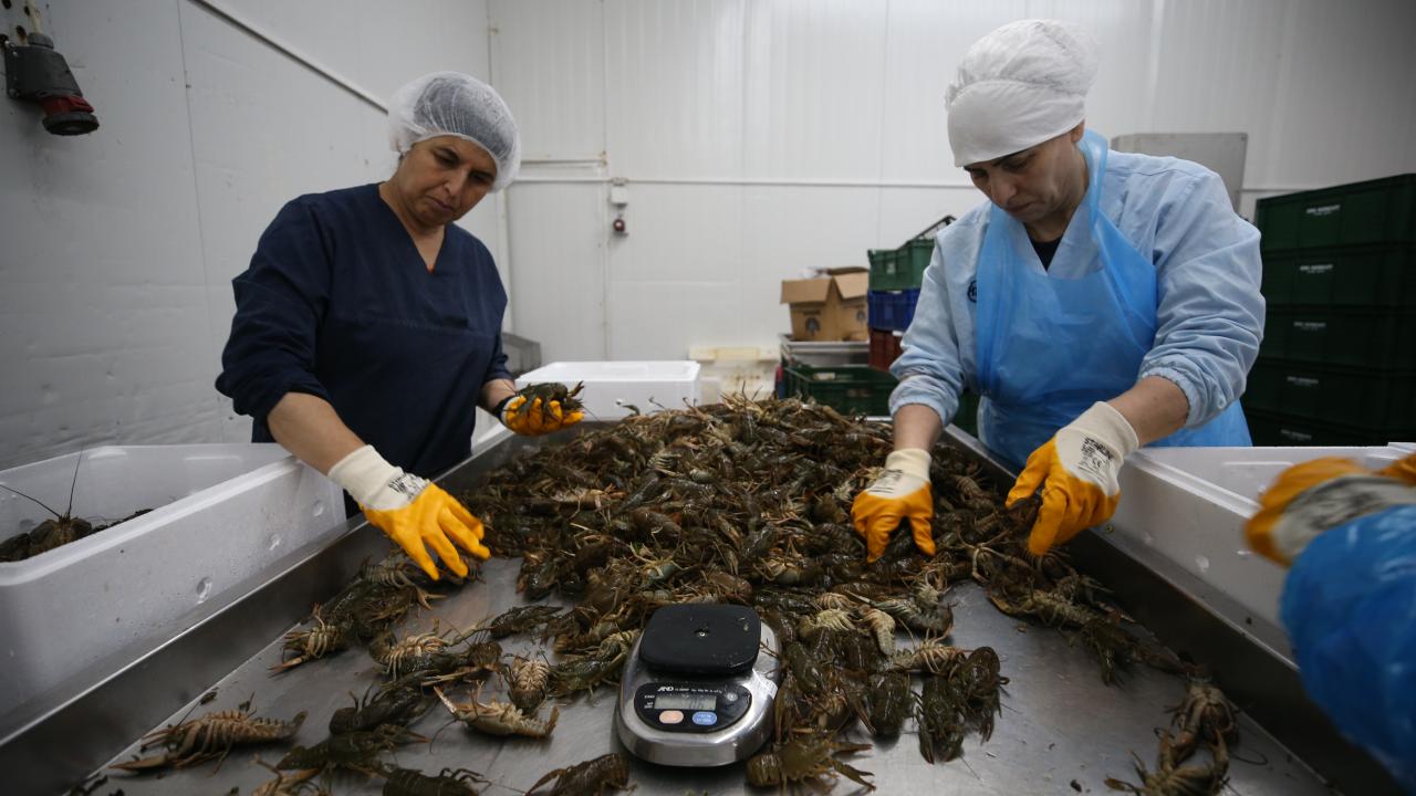 "Kurbağa bizim pazar lideri olduğumuz bir ürün"