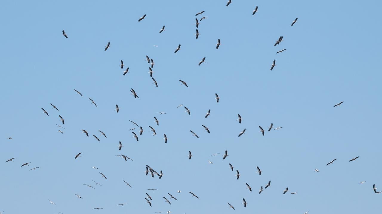  "Bu göç sonbaharın habercisi"