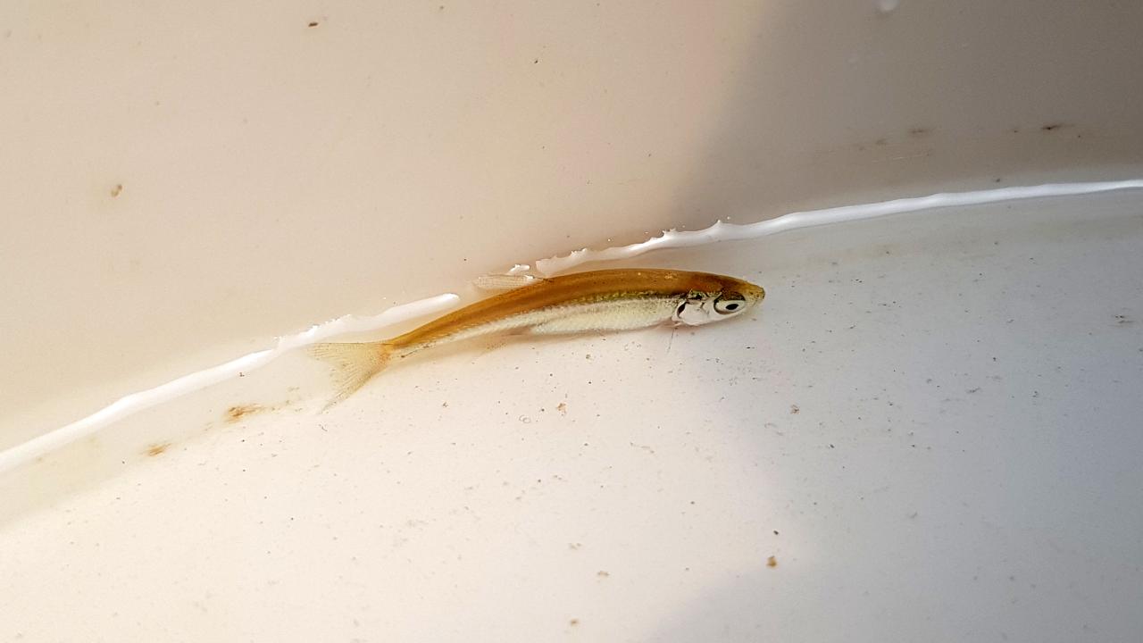 180 ENDEMİK TÜRÜN NESLİ TEHLİKEDE 