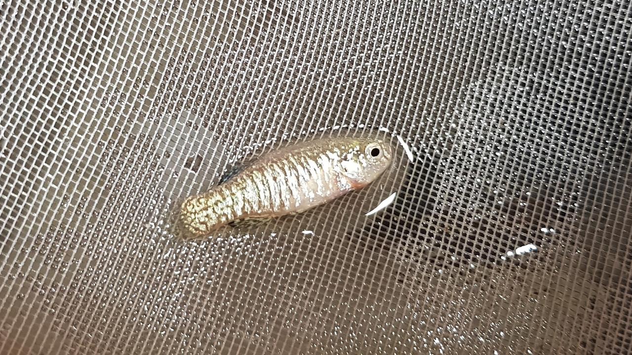 DÜNYADA SADECE ACIGÖL`DE YAŞIYOR 