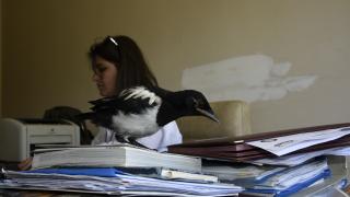 İyileştirdiği yavru saksağan yalnız kalmasın diye yanında işe götürüyor