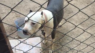 Sanal dünyada köpek pazarı