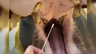 Çin'de su aygırı, balık ve yengeçlere PCR testi yapılıyor