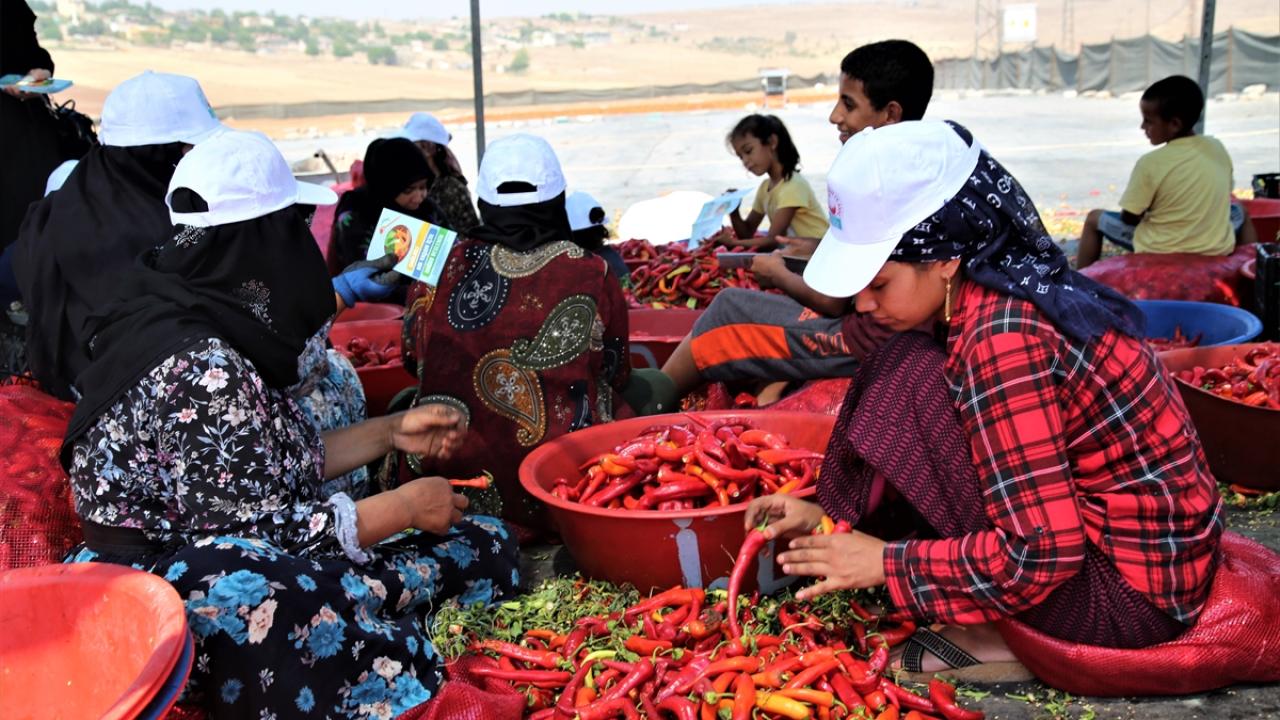 "Günlük 7-8 ton Urfa isotu işleniyor"