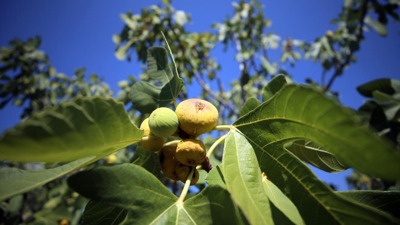 "Son 10 yılın belki en kaliteli dönemini yaşıyoruz"