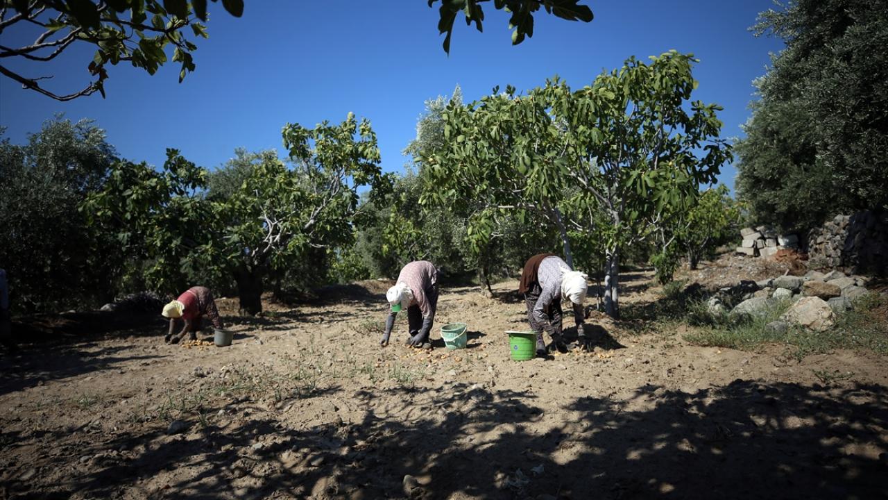 "Kalitemiz, rekoltemiz çok iyi"