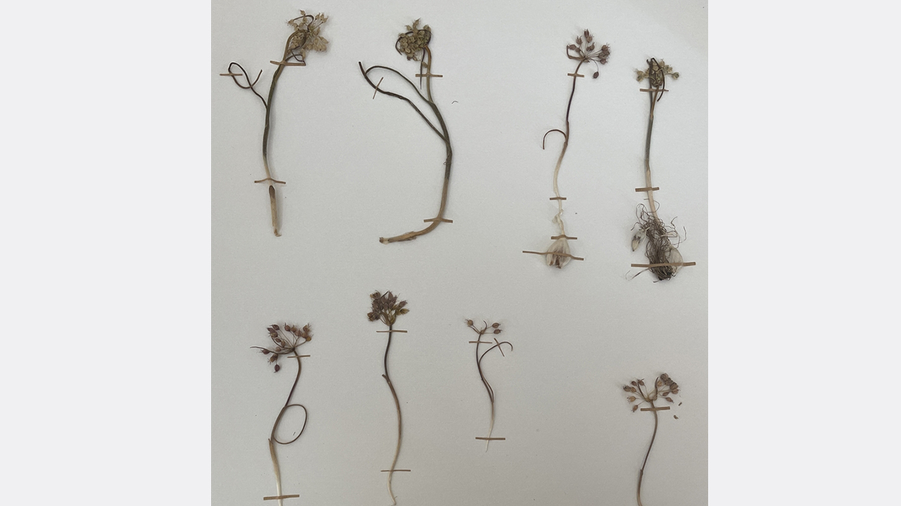 "Sandras biyoçeşitlilik açısından oldukça önemli"