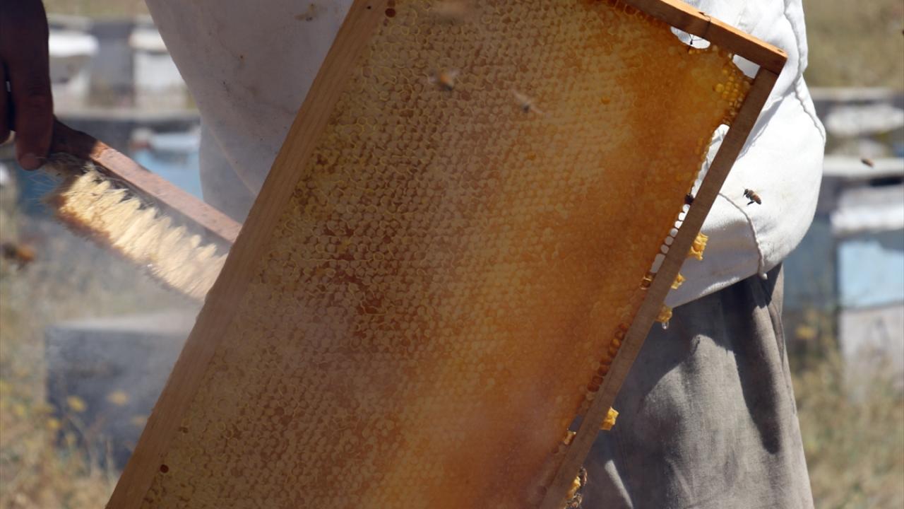 Gezgin arıcıların kovanları, yerli arıcılardan fazla