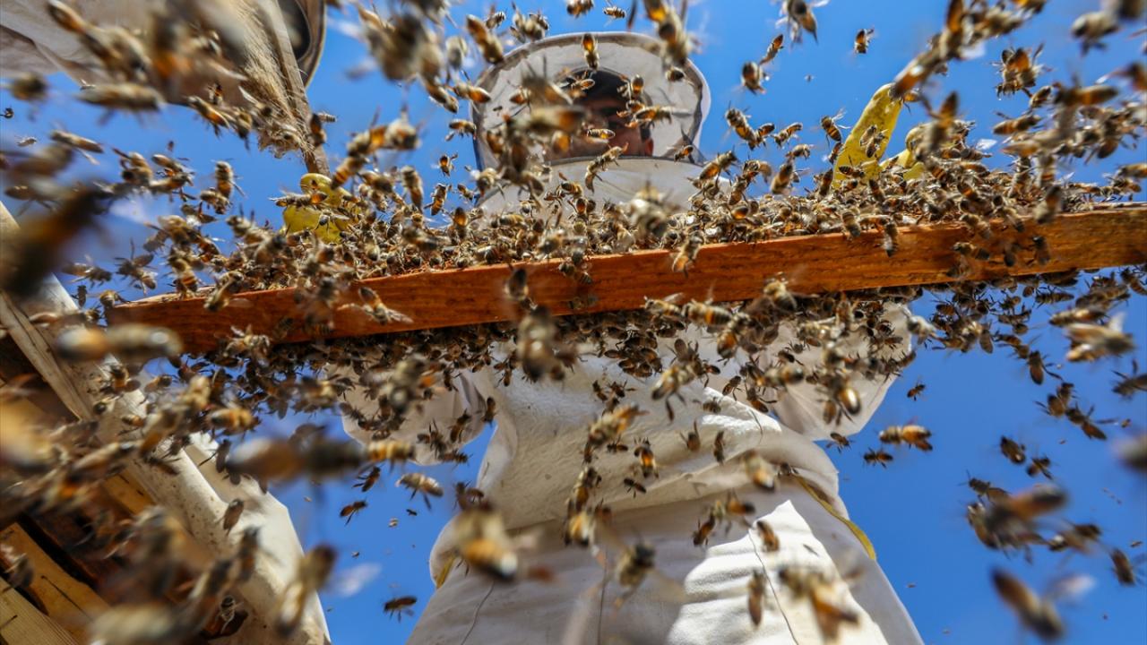 Son sağım yapıldı