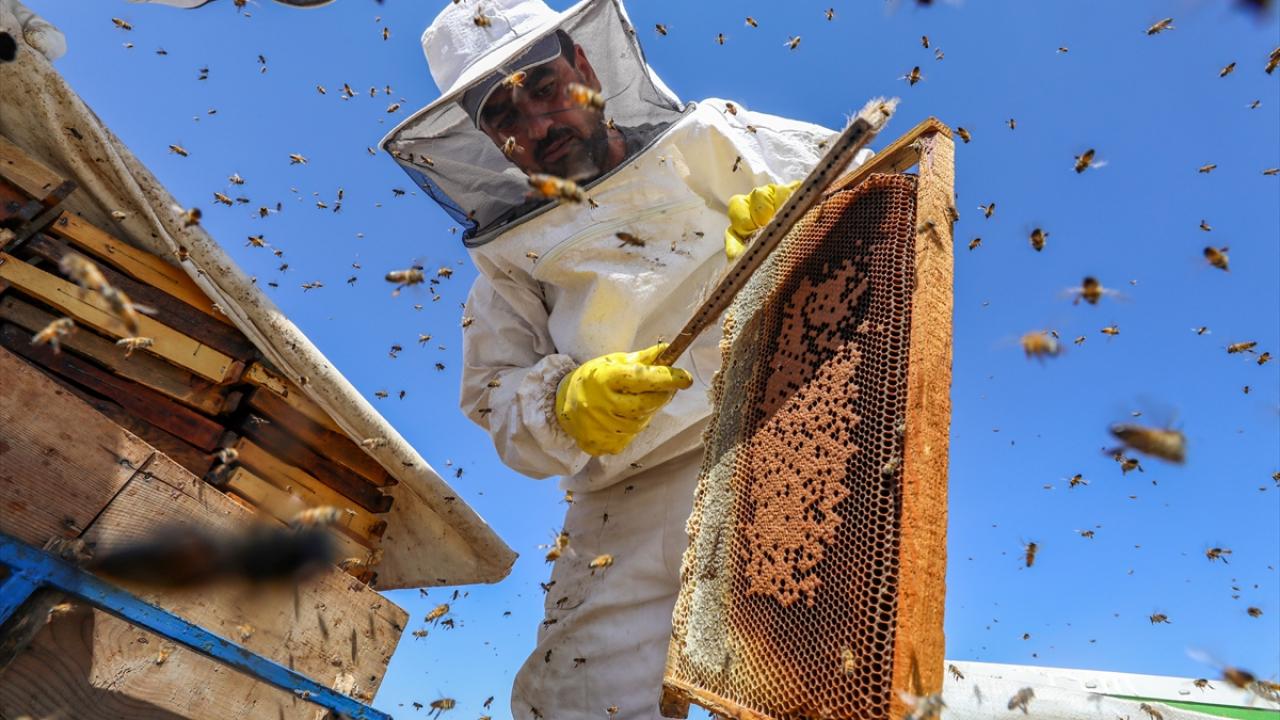 "Karacadağ balının namı her yerde"