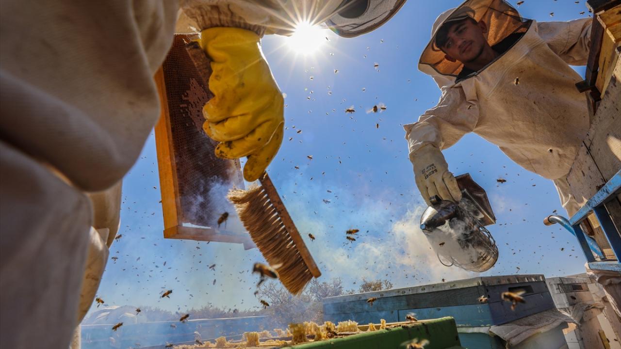 "Bal verimi memnun edici"