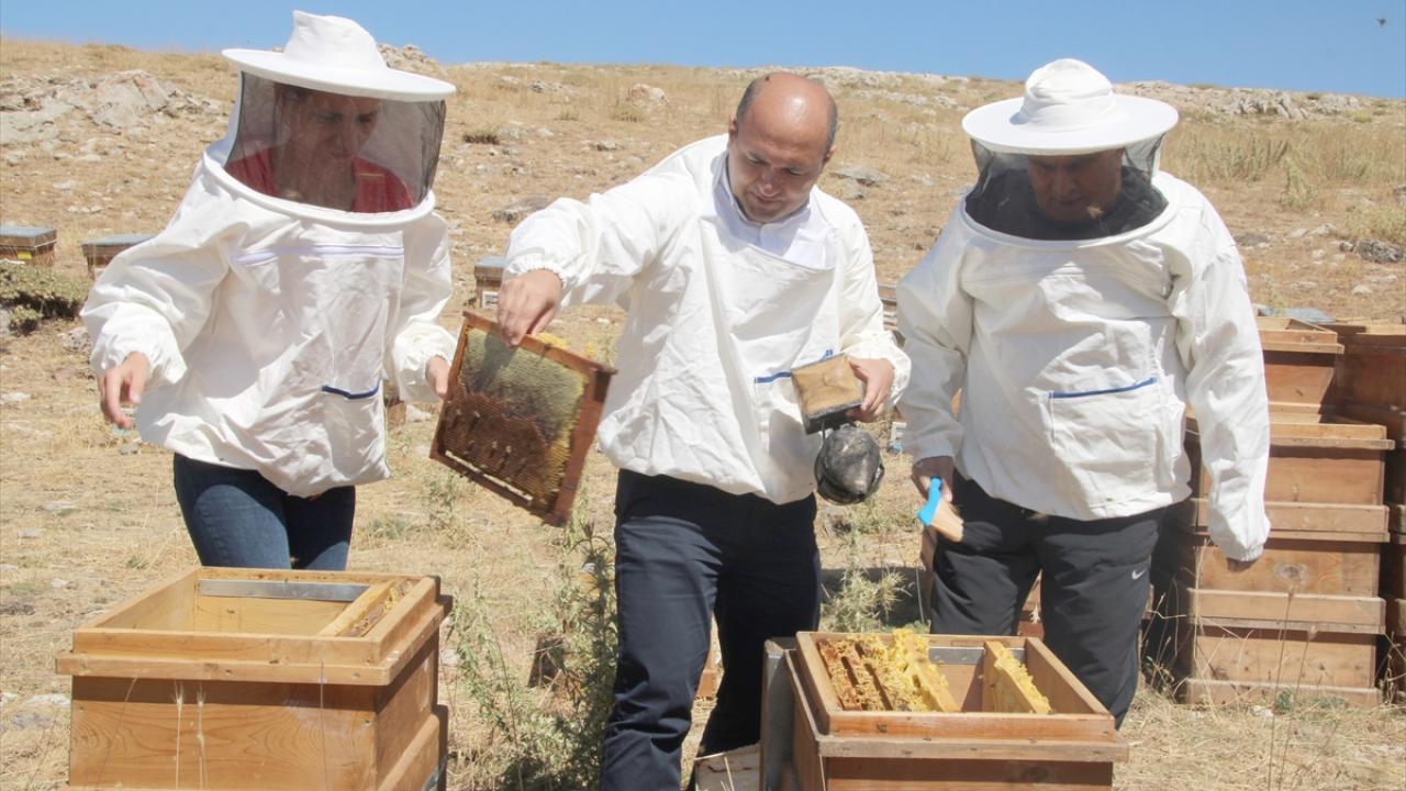 Karın erimesiyle sulanan kır çiçekleri verimi artırdı