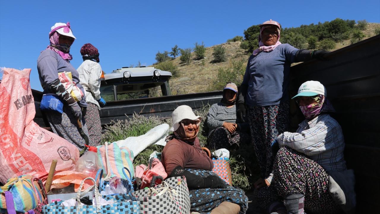 Hasat 3 hafta devam edecek