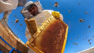 Türkiye'nin arıcılık haritası dijital ortama taşındı