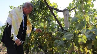 Cumhurbaşkanı Erdoğan Manisa'da bağ bozumuna katıldı