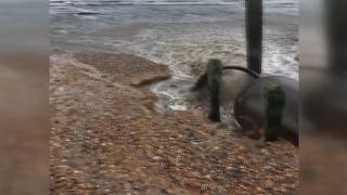 İngiltere’de kanalizasyon suyu denize aktı