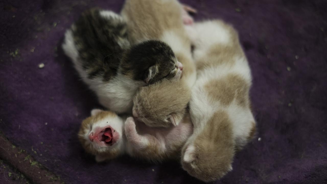 TBMM`nin hayvan dostu uygulamaları